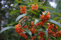Apricot Echo Sweet Olive Starter Plant, Osmanthus fragrans, Fragrant Evergreen Shrub for Garden & Container