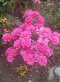Deep Pink Miniature Rose Cuttings – 3 Unrooted Rosa sp. for Propagation, Compact Flowering Rose for Garden or Container
