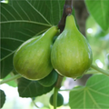 Italian Honey Fig Cutting – 6-8 Inch Live Unrooted Ficus Carica Propagation Plant for Grafting