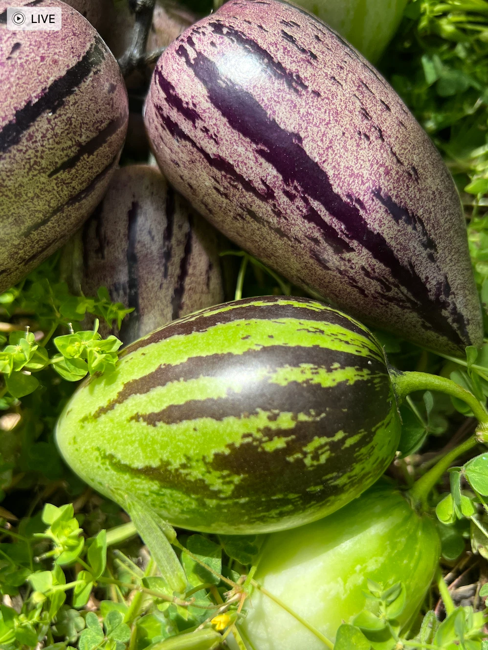 Pepino Melon Cuttings – 12 Live Unrooted Solanum Muricatum Vista Zebra Stripy Purple Varieties