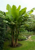 Gran Nain Banana Tree Rooted Starter Plant - Musa Acuminata Live Tropical Plant