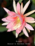 Epiphyllum Argus Unrooted Cuttings – 8–10 Inch Live Orchid Cactus Segments