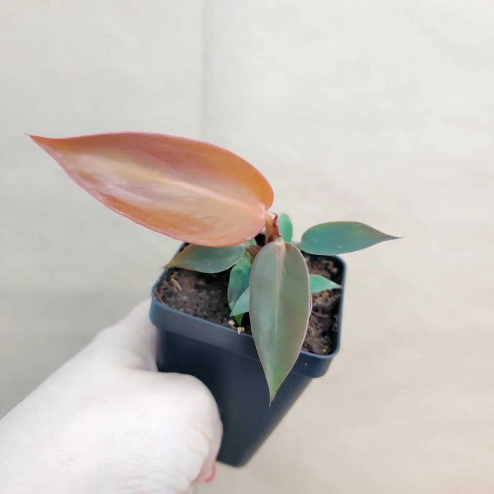 Philodendron Red Sun Live Tropical Houseplant - 3 Inch Nursery Pot, Red Copper Foliage, Self-Heading, Indoor Aroid Plant
