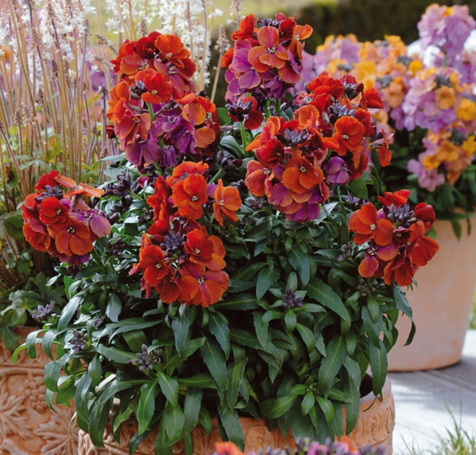 Wallflower Winter Passion Live Plant – Erysimum ‘Winter Passion’ Starter, 1–3 Inches Tall for Garden & Container Growth