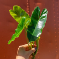 Burle Marx Philodendron Cutting with Air Roots, Multiple Nodes, Indoor Outdoor Plant, Philodendron burle-marxii