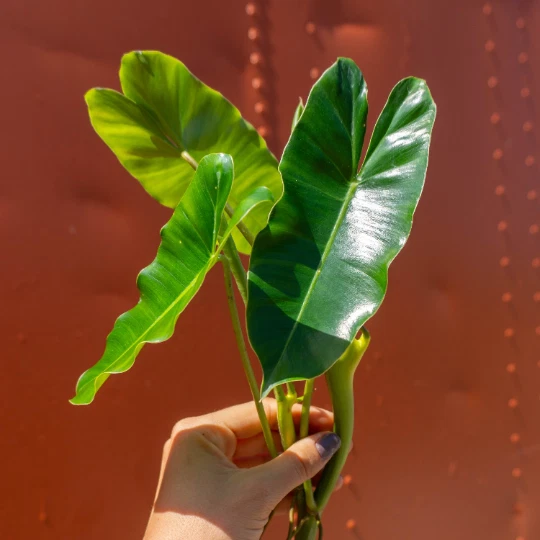 Burle Marx Philodendron Cutting with Air Roots, Multiple Nodes, Indoor Outdoor Plant, Philodendron burle-marxii