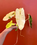 Variegated Burle Marx Philodendron Cutting with Nodes and Air Roots for Propagation Indoor Houseplant