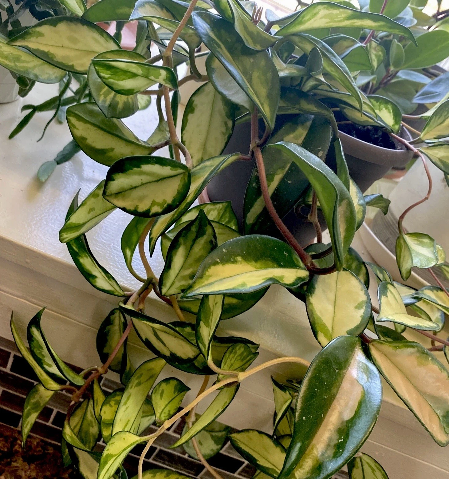 Hoya Carnosa ‘Krimson Princess’ Cuttings – 2 Unrooted 3-Inch Variegated Houseplant Propagation