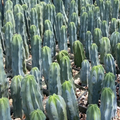 Blue Candle Cactus Seeds – Myrtillocactus geometrizans, 25 Seeds for Grafting and Home Growing, Columnar Blue-Green Stem