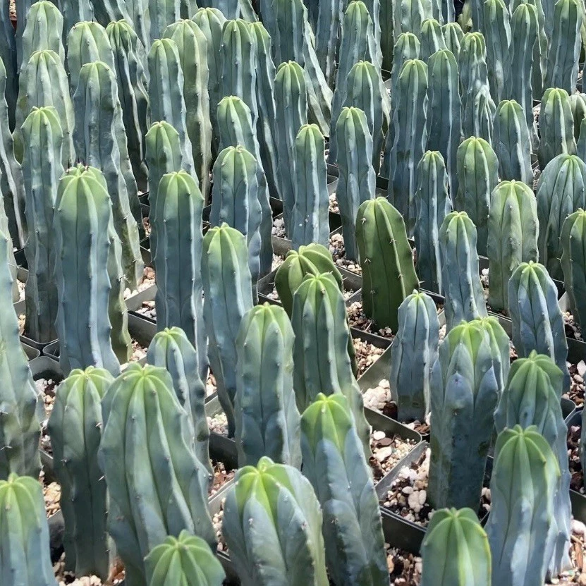 Blue Candle Cactus Seeds – Myrtillocactus geometrizans, 25 Seeds for Grafting and Home Growing, Columnar Blue-Green Stem
