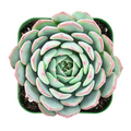 Live Echeveria Minima Succulent - 2 Inch Rosette, Blue-Green Foliage, Indoor Decorative Plant, Easy-Care Ornamental Succulent