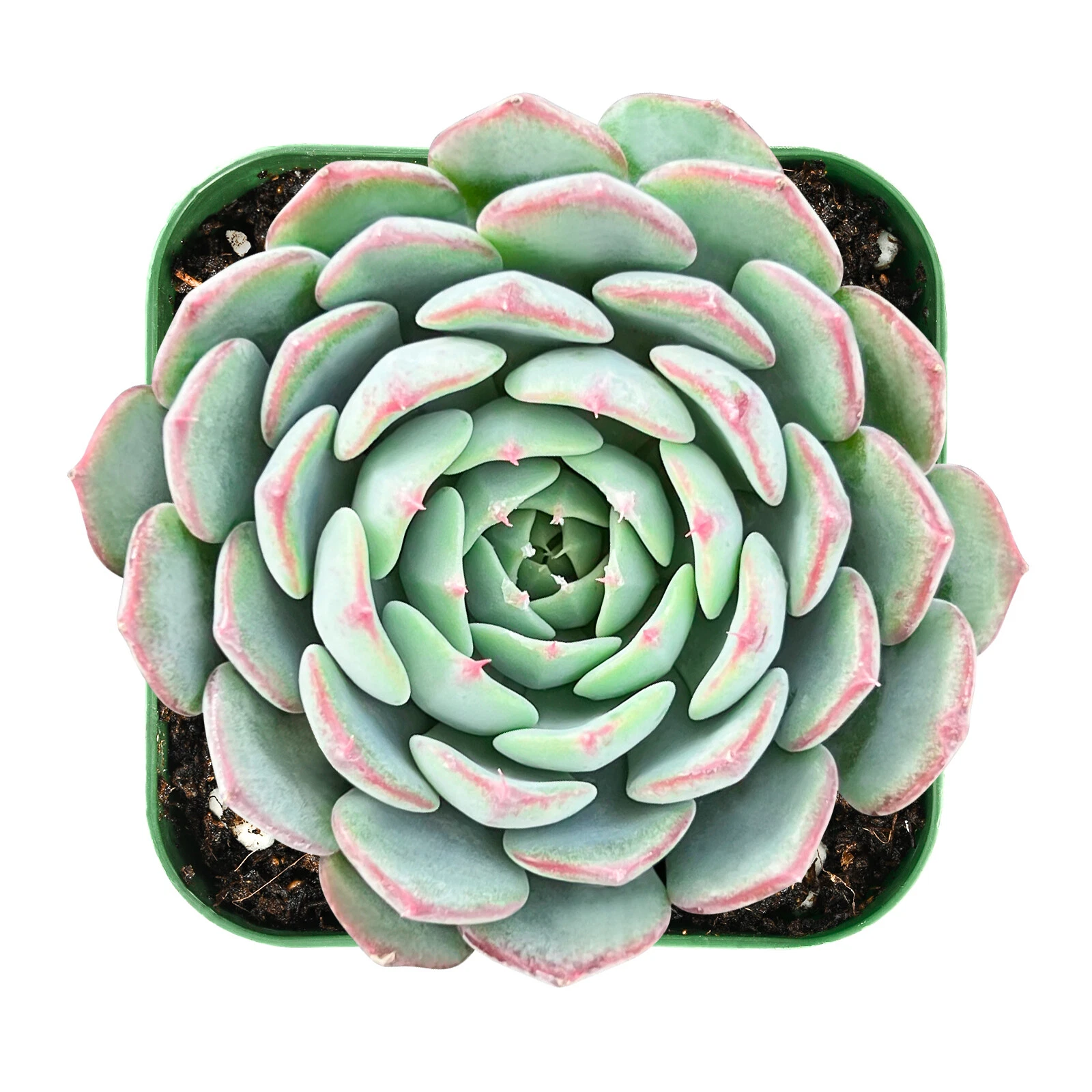Live Echeveria Minima Succulent - 2 Inch Rosette, Blue-Green Foliage, Indoor Decorative Plant, Easy-Care Ornamental Succulent