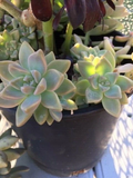 Graptopetalum paraguayense Ghost Plant Succulent Cuttings Set of 6 Live Rosette Plants for Propagation