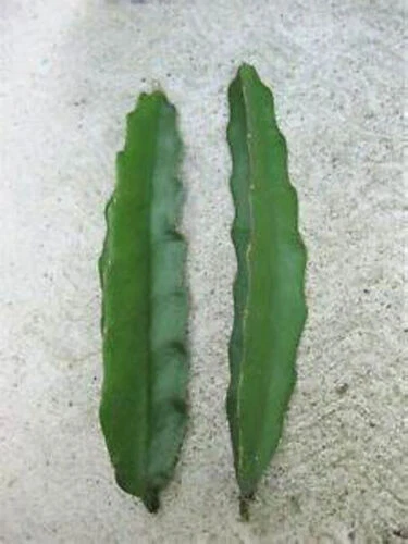 Pink Delight Dragon Fruit Cuttings – 2 Unrooted Pitaya Plant Climbing Cactus, 8–12 Inches, Hylocereus spp.