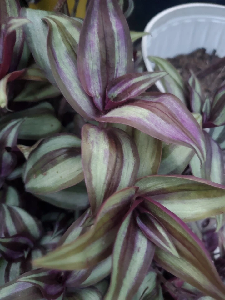 Tradescantia Zebrina Plant Cuttings – 10 Live Trailing Houseplant Propagation Material, Purple Green Foliage, Indoor Garden