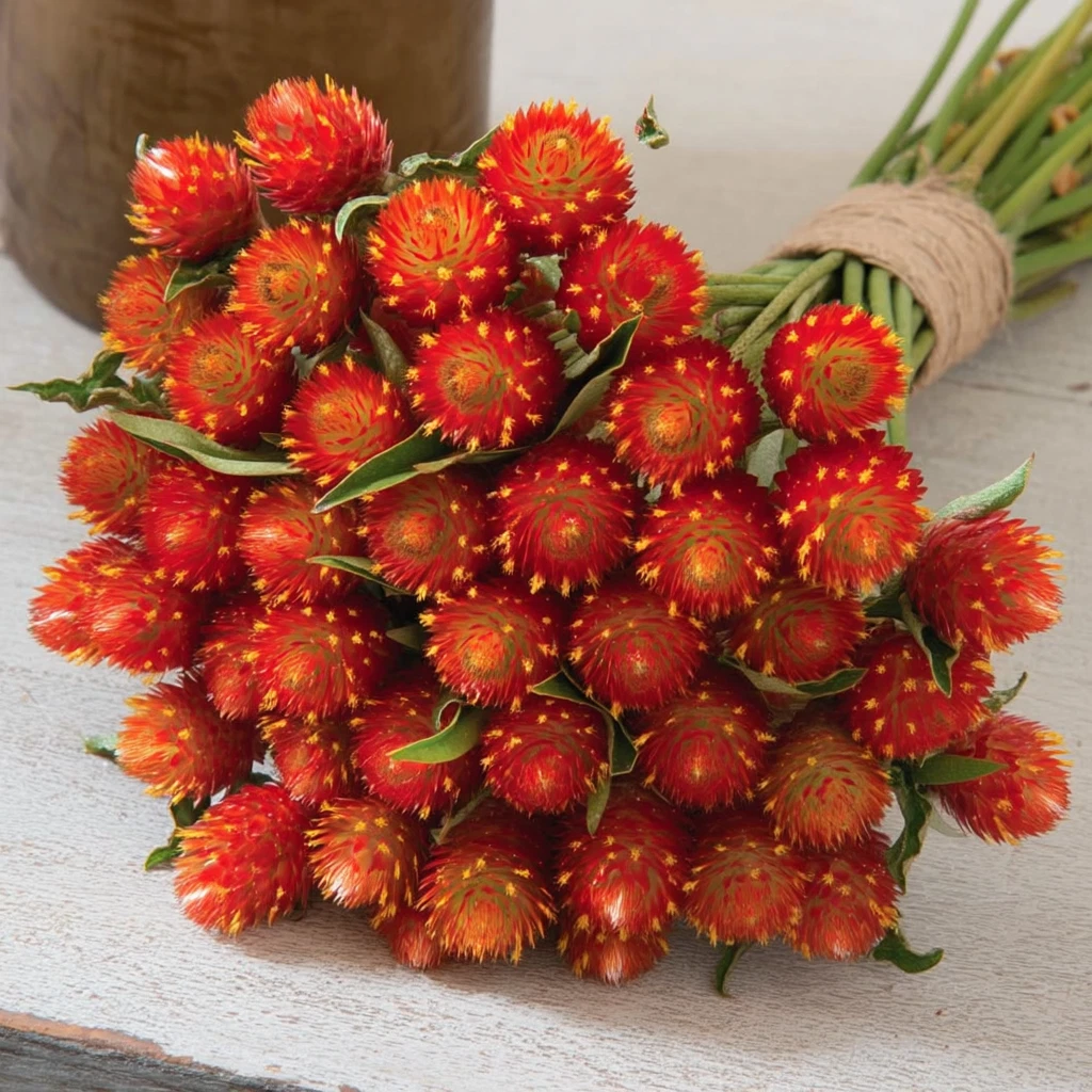 Red Gomphrena Seeds – 25 Globe Amaranth Flower Seeds with Red Round Blooms, Gomphrena globosa, Annual Garden Flower Seeds
