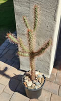 Red Teddy Bear Cholla Cactus Cutting - Cylindropuntia x Campii Live Unrooted Segment for Propagation