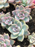 Echeveria Ghost Plant Pink Succulent Cuttings Pastel Rosette Set of 4 Echeveria Mother of Pearl