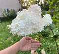 Unrooted Vanilla Strawberry Hydrangea Cuttings Bulk Set – Hydrangea paniculata ‘Vanilla Strawberry’ Propagation Material