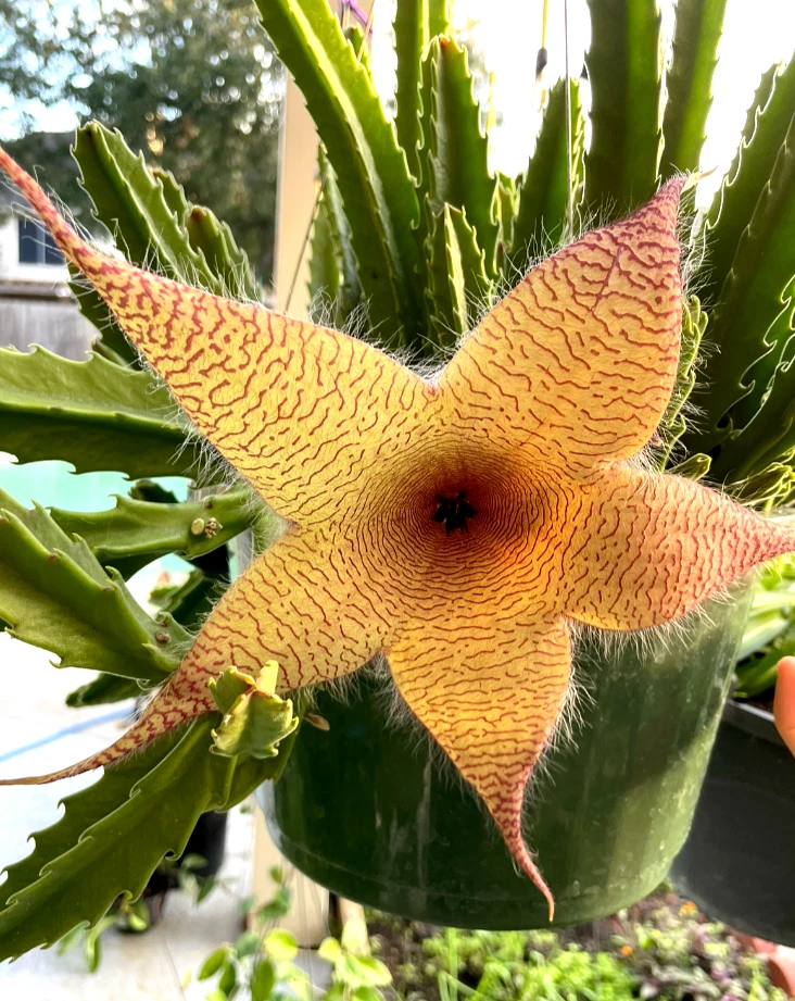 Stapelia grandiflora Cuttings – Set of 2 Live Unrooted Succulent Starfish Plant, Carrion Flower Propagation, 6-8 Inch