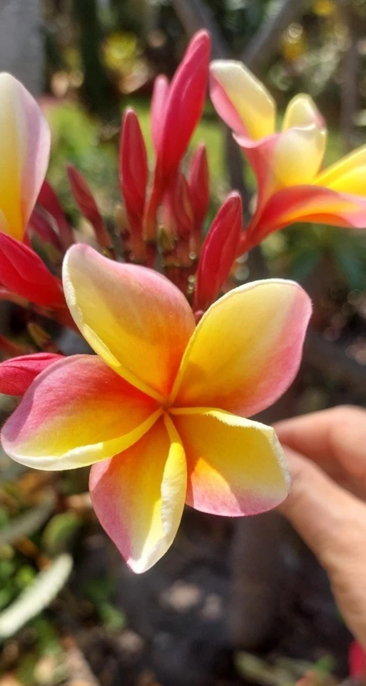 Hawaiian Rainbow Plumeria Cutting 12 Inch Live Frangipani Tropical Flowering Tree for Rooting and Propagation
