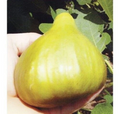 Cerreto Fig Tree Cuttings – 5 Unrooted Ficus carica ‘Cerreto’ Fruit Propagation Material