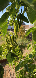 White Pakistan Mulberry Cuttings - 7 Live Unrooted Cuttings for Grafting & Propagation