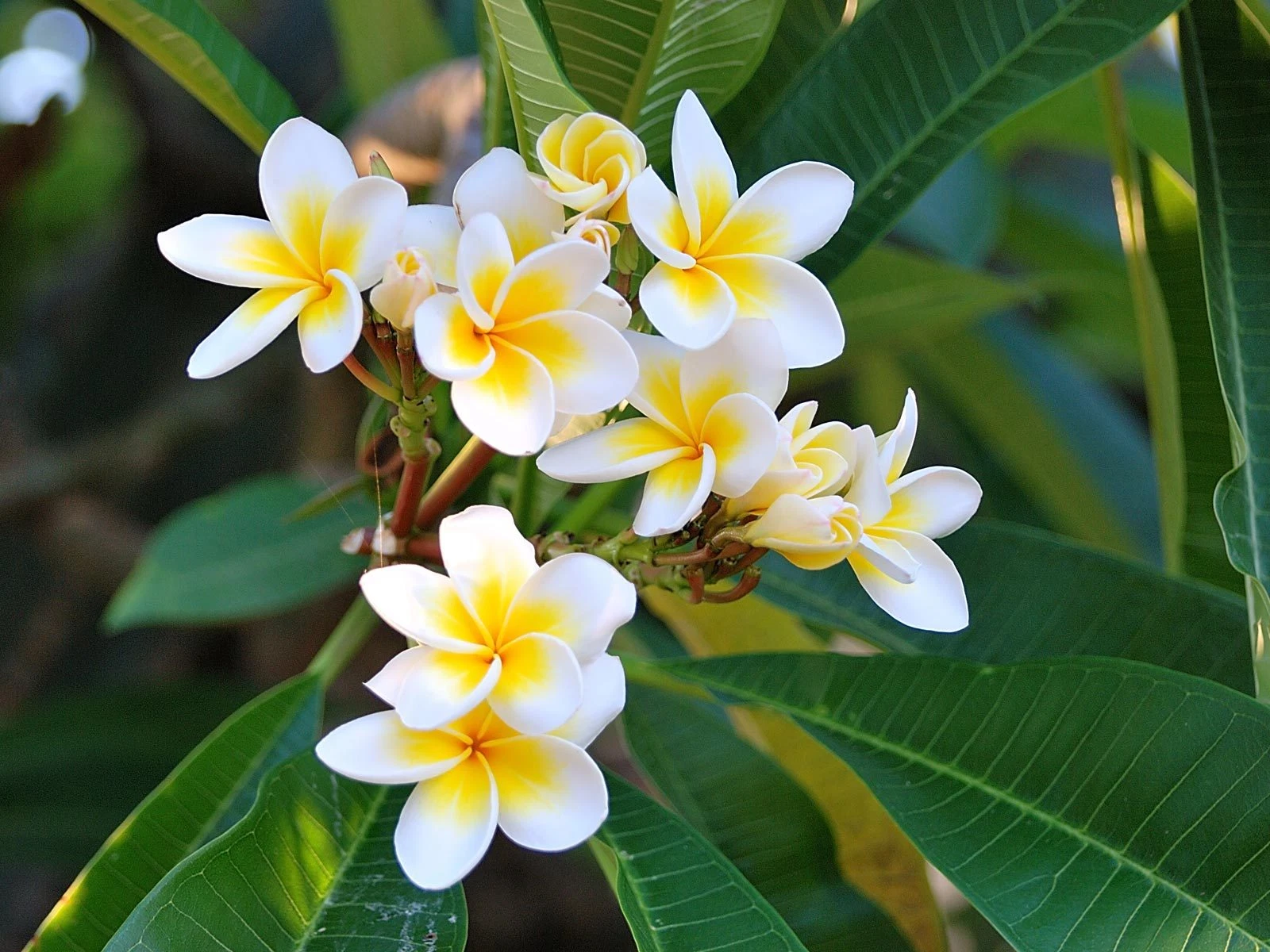 Plumeria Cutting 17–19 Inches Multi Tip Unrooted Frangipani Propagation Plumeria rubra