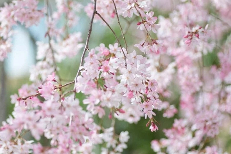 Japanese Flowering Cherry Cuttings – 12 Prunus serrulata Unrooted Scions for Propagation and Grafting