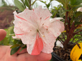 Astronaut Azalea Starter Plant – Deciduous Rhododendron with Bi-Color Striped Blooms, Live Flowering Shrub