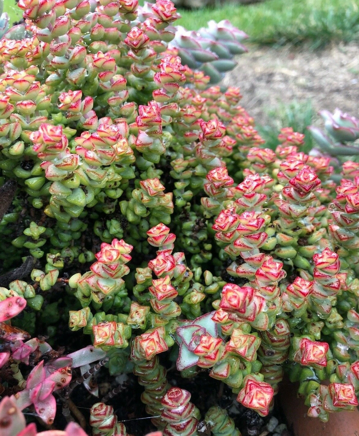 Crassula Tom Thumb Succulent Cuttings – 2 Live Mini Jade Plants, 3–4 Inches, Compact Geometric Foliage, Indoor & Container Growing