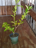 Barbados Acerola Cherry Tree Live Plant – Malpighia Emarginata Tropical Fruit Tree, 12-Inch Cut Back for New Growth