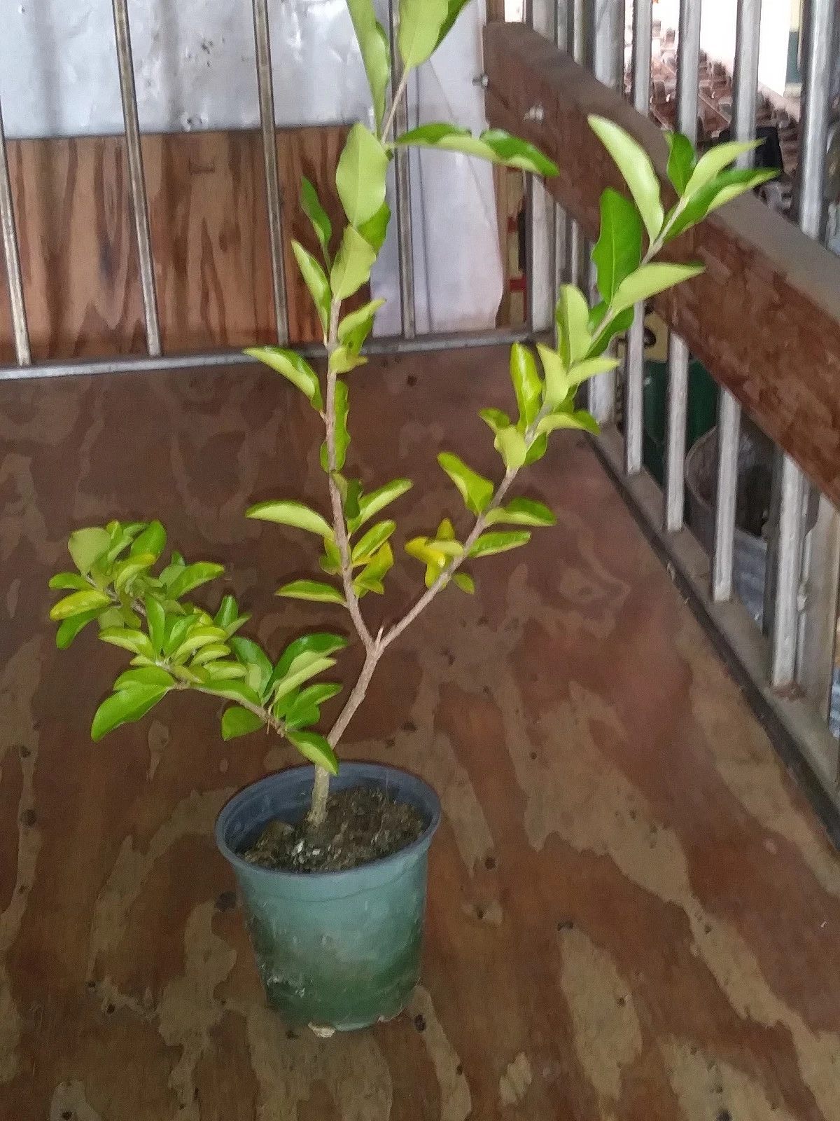 Barbados Acerola Cherry Tree Live Plant – Malpighia Emarginata Tropical Fruit Tree, 12-Inch Cut Back for New Growth