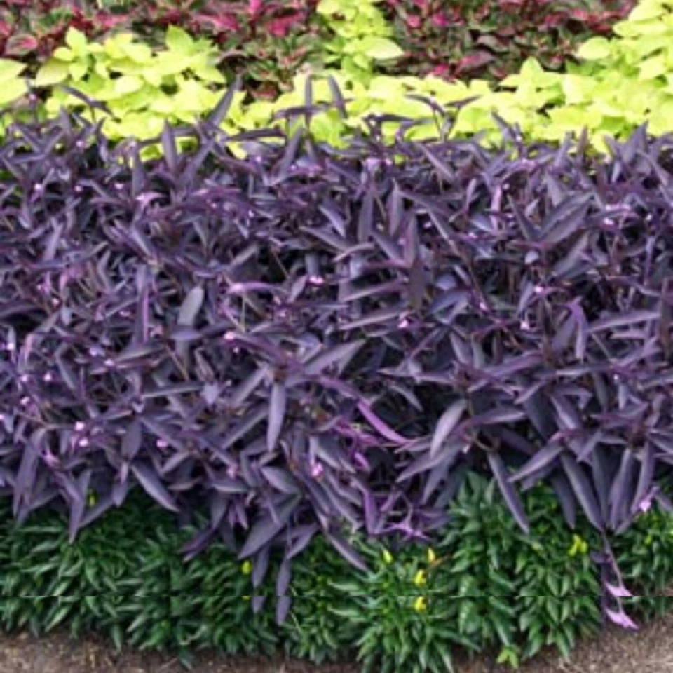 Wandering Jew Cuttings - 10 Purple Tradescantia Zebrina Cuttings for Propagation