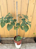 Golden Berry Cape Gooseberry Cuttings 4 Inch Live Plants Set of 6 | Physalis peruviana
