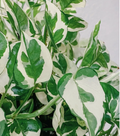 N’Joy Pearl and Jade Pothos Cuttings - 4 Live Indoor Houseplant Vines, Epipremnum aureum Variegated Trailing Plants