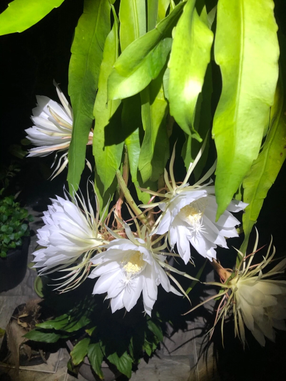 Queen of the Night Orchid Cactus Rooted Cutting - Epiphyllum oxypetalum Night Blooming Houseplant