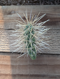 Jumping Cholla Cactus Cutting – Cylindropuntia Fulgida Live Unrooted Segment for Desert Garden Planting