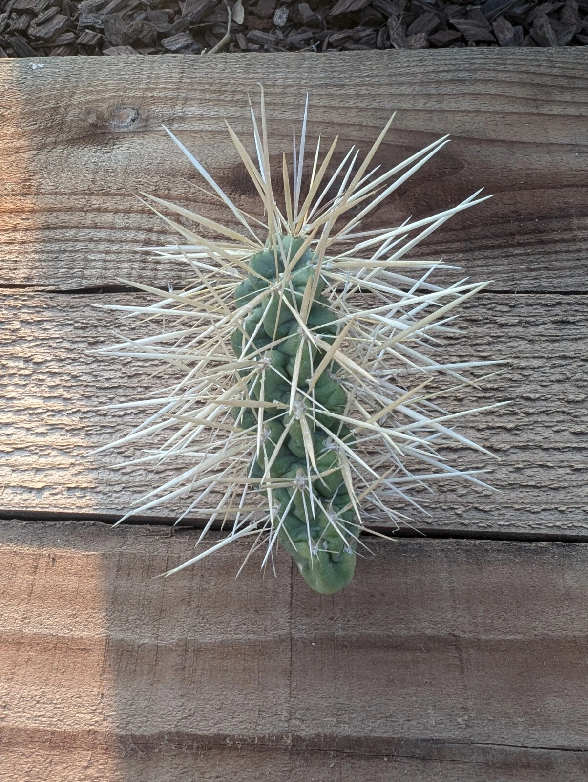 Jumping Cholla Cactus Cutting – Cylindropuntia Fulgida Live Unrooted Segment for Desert Garden Planting