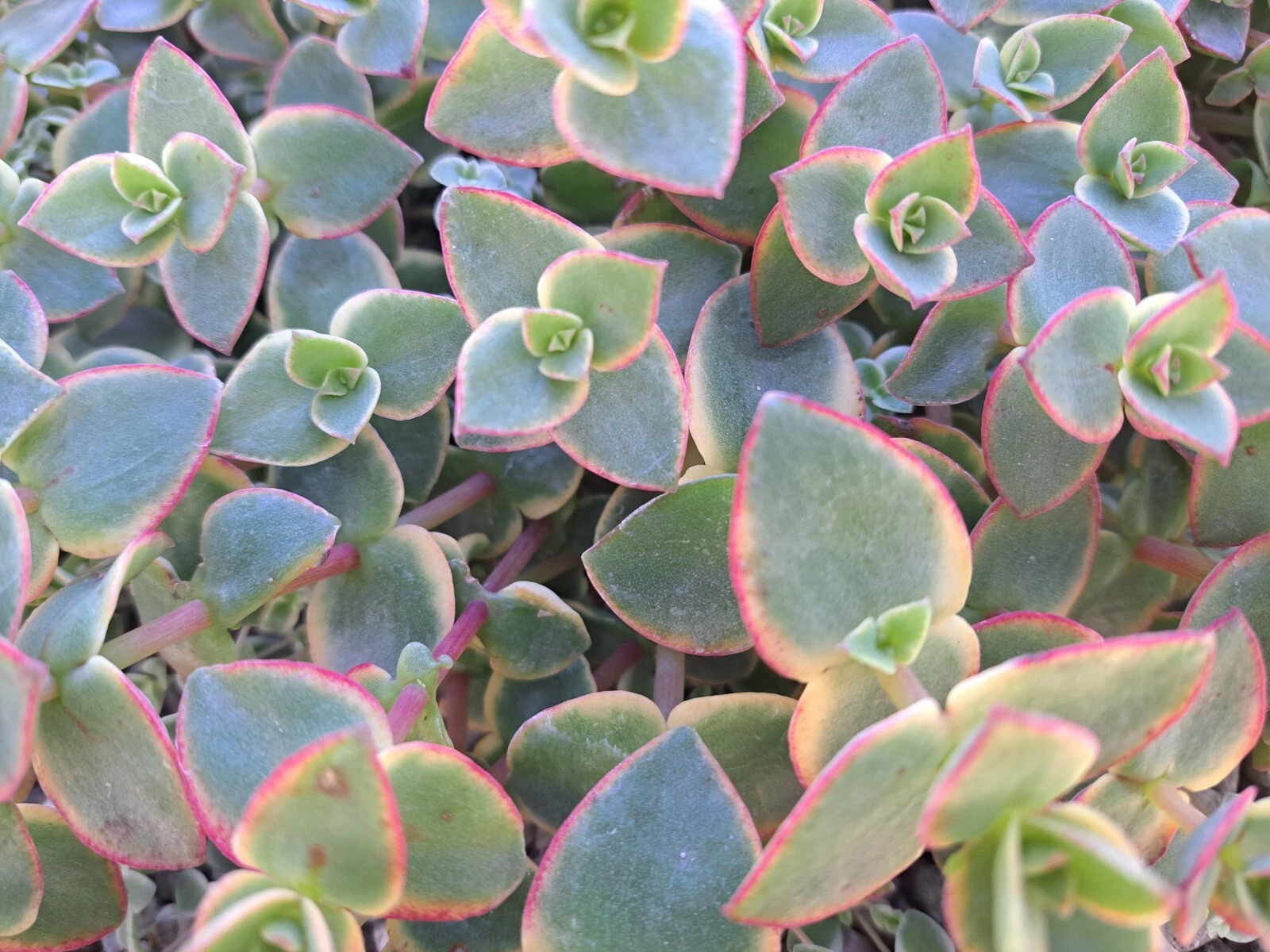 Crassula Calico Kitten Succulent Cuttings - Variegated Trailing Plant Set of 10, Crassula pellucida subsp. marginalis 'Rubra Variegata'