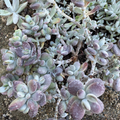 Succulent Cuttings - 4 Inch Lady Fingers (Cotyledon orbiculata) Purple Leaf Live Plant for Propagation