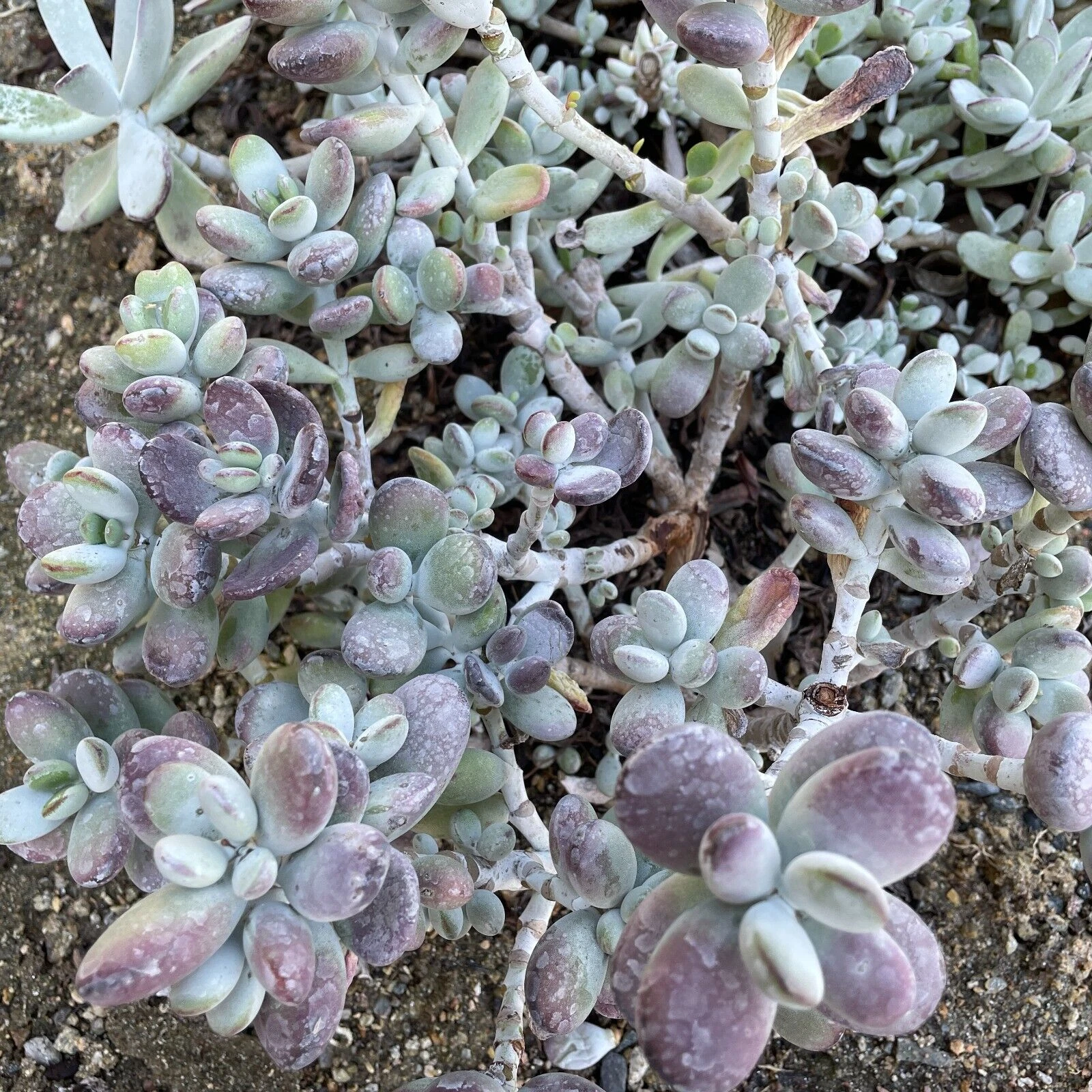 Succulent Cuttings - 4 Inch Lady Fingers (Cotyledon orbiculata) Purple Leaf Live Plant for Propagation