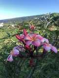Pink Plumeria Frangipani Rooted Cutting 10 Inch Single Head Hawaiian Grown Live Starter Plant