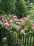 Southern Heirloom Climbing Rose Cuttings – 8 Unrooted Old-Fashioned Running Rose Plant Cuttings for Garden Trellises
