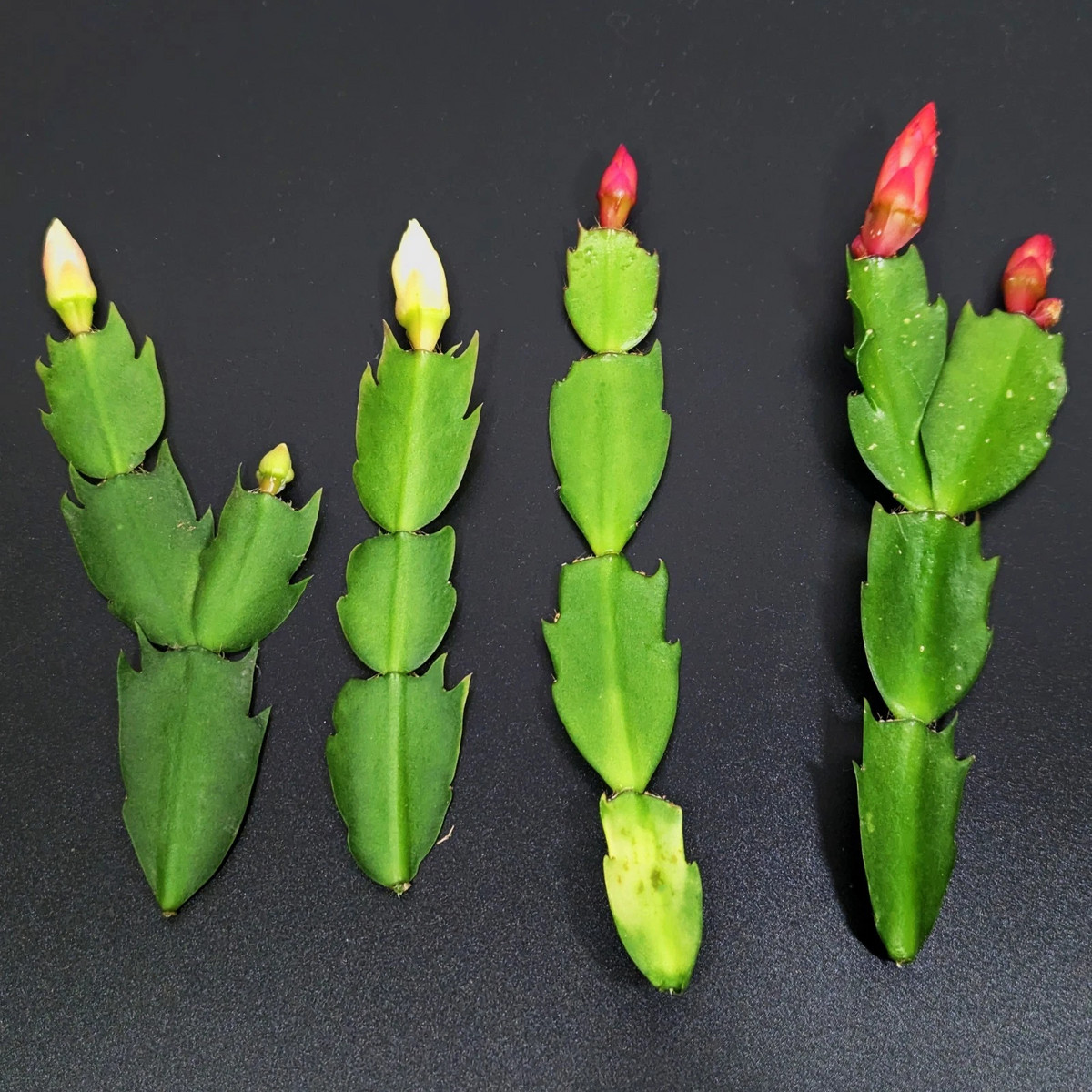 Thanksgiving Cactus Cuttings - 4 Schlumbergera Truncata Red & White Holiday Cactus Combo