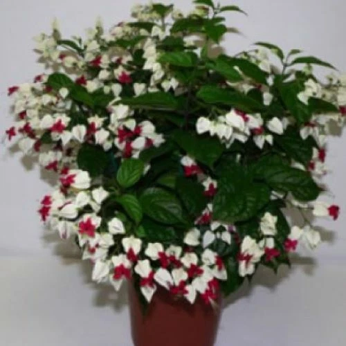 Bleeding Heart Vine Starter Plant – Rooted Clerodendrum Thomsoniae Live Plant with White and Red Flowers