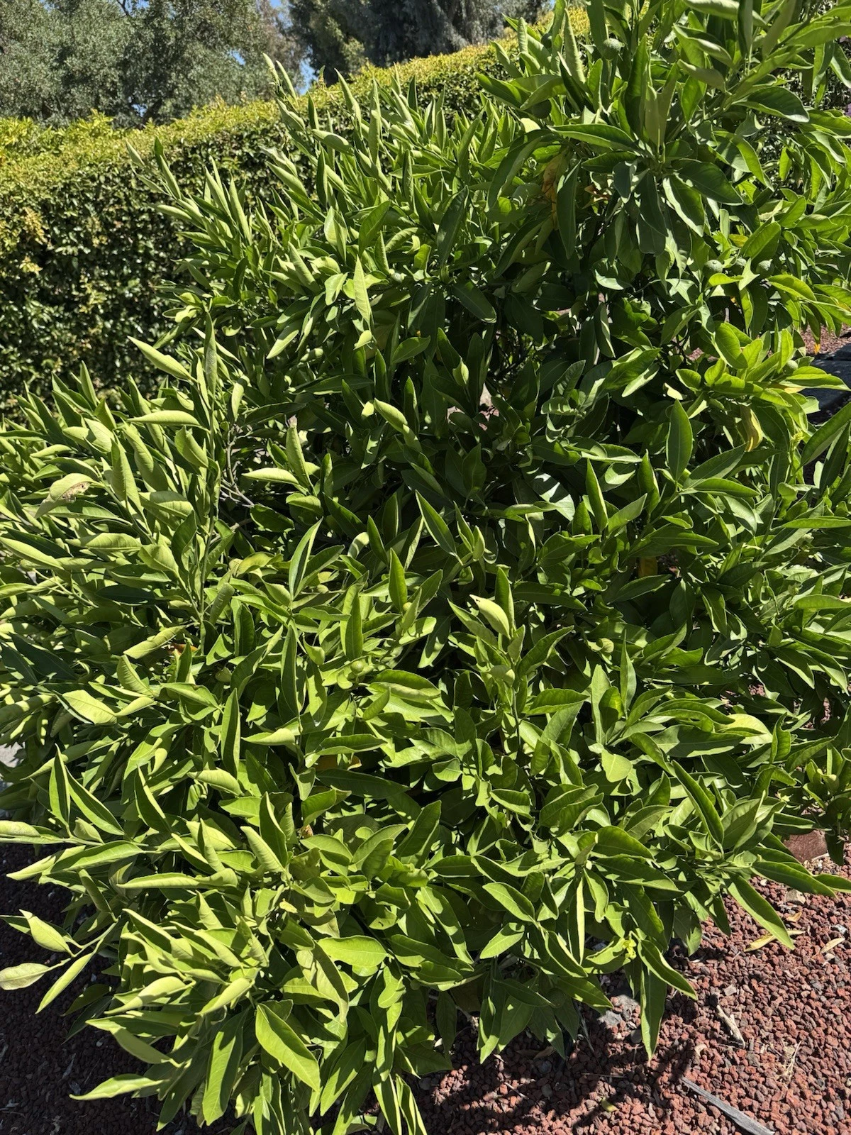 Owari Satsuma Mandarin Cuttings – Unrooted Citrus reticulata ‘Owari’ for Grafting & Propagation, Small Citrus Tree