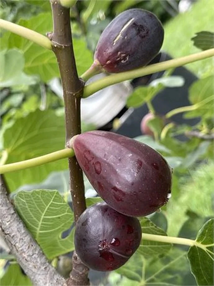 Black Mission Fig Cutting – Live Unrooted Ficus carica ‘Black Mission’ Propagation, 8+ Inches, 3+ Nodes