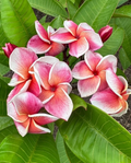 Named Orange Plumeria Cuttings 10–12 Inch - JJ Synchronicity, J-105, Kapaluha Frangipani Stems Set of 3