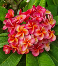Hurricane Sunrise Plumeria Cutting - Live Tip Frangipani Propagation Plant, Multicolor Blooms, Tropical Ornamental, Plumeria Scientific Name